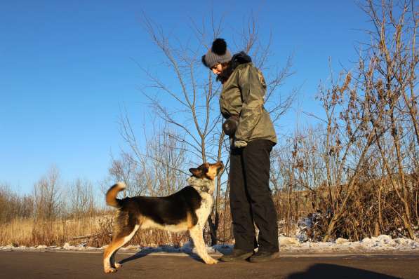 Собака в добрые руки, 2 года в Москве фото 10