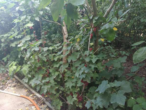 Ровный участок на 7км СТ Горнодолинный в Севастополе фото 17