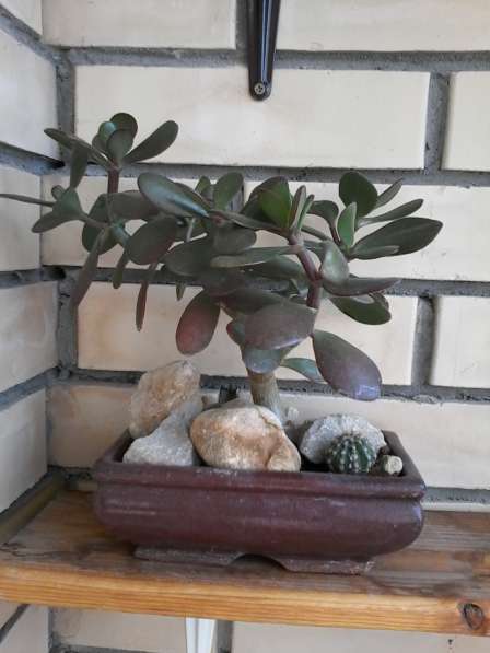 Гиппеаструм в Одинцово фото 4