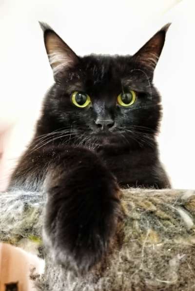 Красавец Казимир. Черный кот в добрые руки в Калуге фото 5