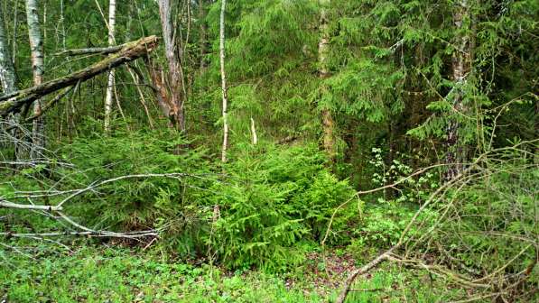 Участок 22 сотки, ИЖС, коммуникации, со своим еловым лесом в Смоленске фото 7