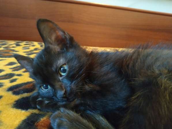 Котенок черный (метис Бомбейской кошки) в фото 5