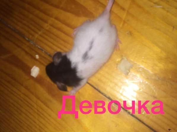 Крысята Дамбо капюшон в Кубинке фото 6