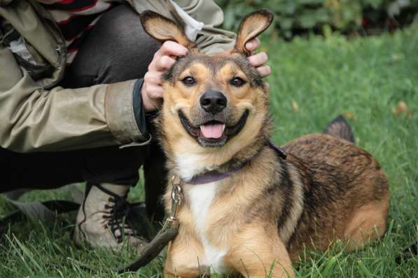 Очаровательная собачка компактного размера в Санкт-Петербурге фото 23