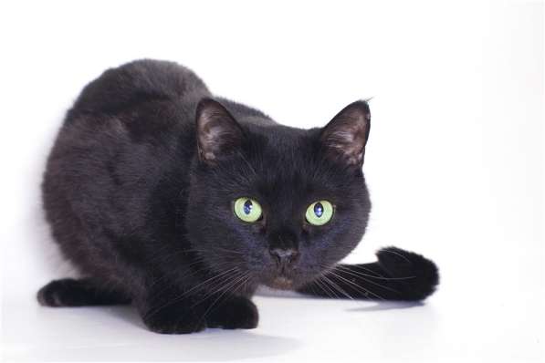 Котенок Муркиса, пасхальная кошка в эбонитовой шубке.