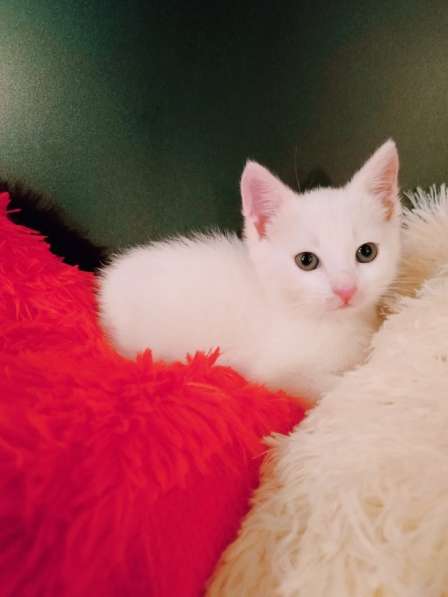 Белый котенок 1,5 месяца в Санкт-Петербурге фото 4