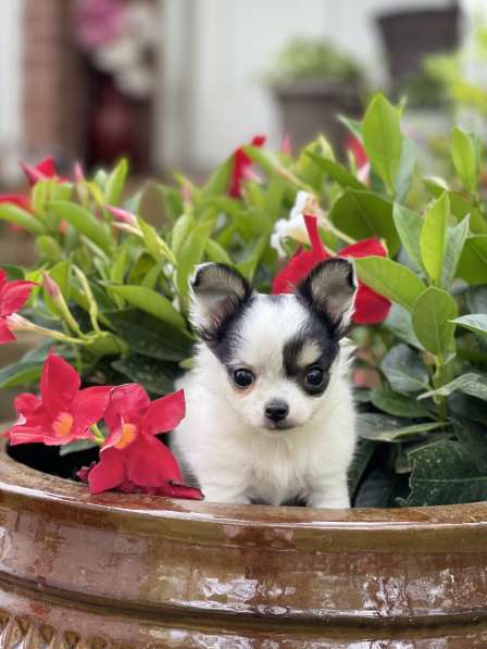Chihuahua puppy boy в фото 4