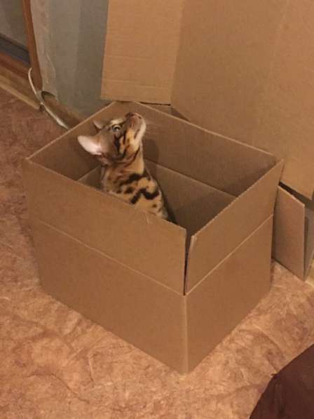 Бенгальские котята❤️ в Перми фото 17