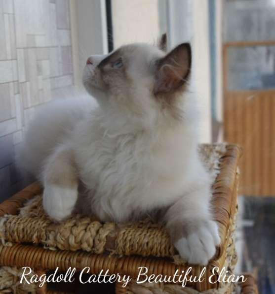 Котёнок рэгдолл в Санкт-Петербурге фото 10