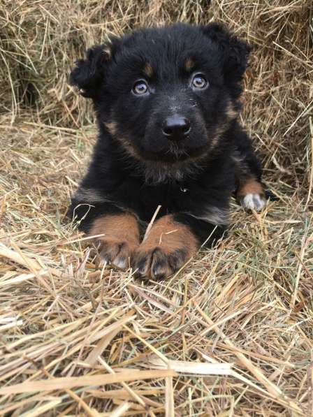 Собака щенок в Санкт-Петербурге