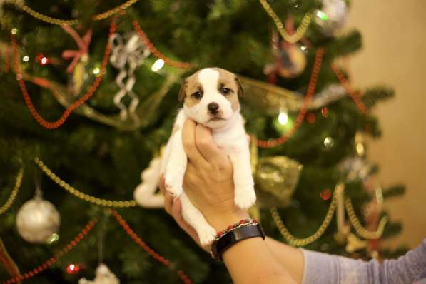 Щенки Джек Рассел терьер от титулованных родителей в Смоленске фото 14