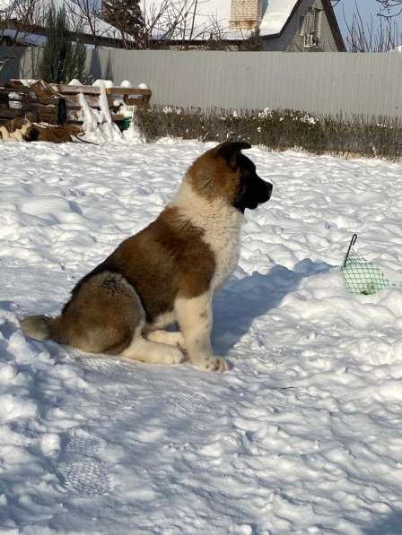 Акита в Ростове-на-Дону фото 83