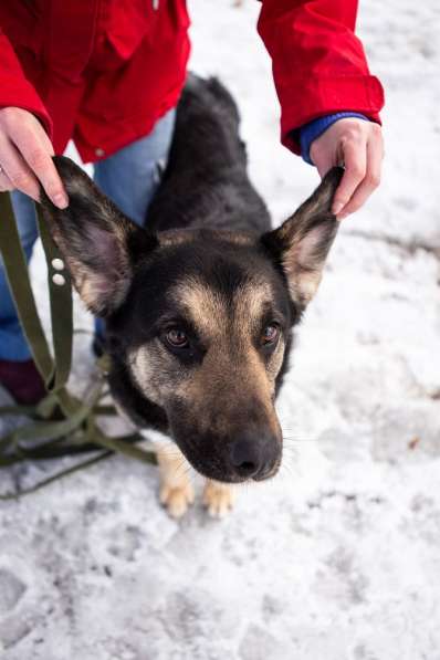 Джек ищет дом! в Москве фото 14