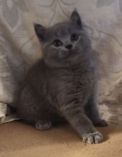 Британский котенок в фото 8