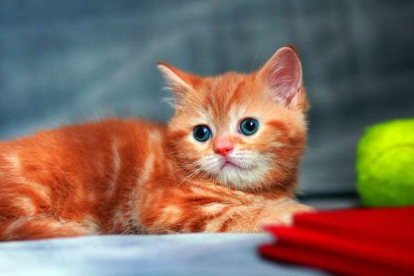 Шотландский прямоухий котик Редкого окраса красный мрамор в Москве