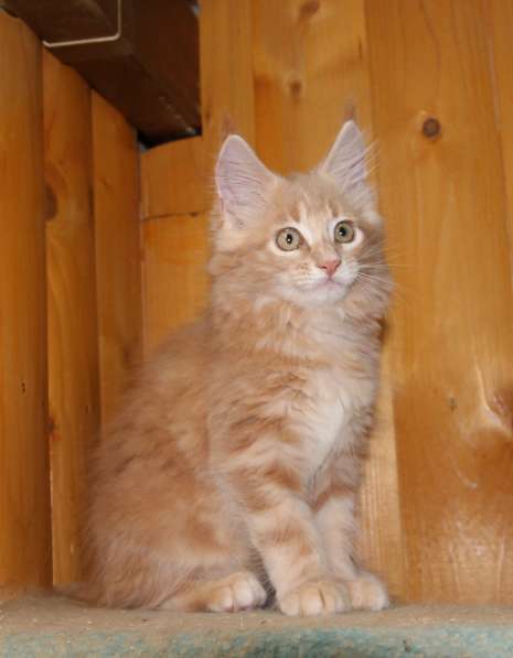 Рыжие Мейн куны в фото 15