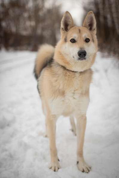 Лайка из приюта в дар в Москве фото 8