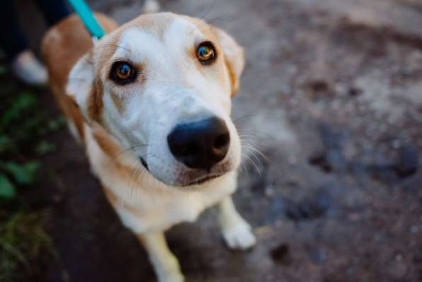 Редкая умница-собака в Санкт-Петербурге фото 24