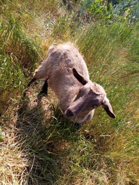 Продаём козлят 3-х месячных, порода ЗААНЕНСКИЕ в Каменск-Шахтинском