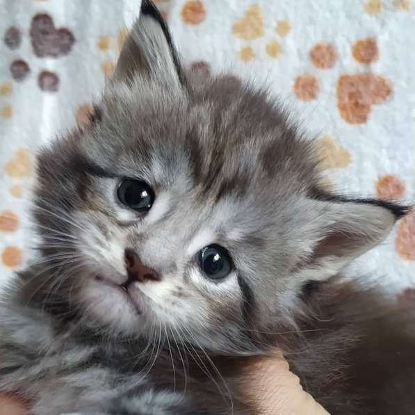 Котята мейн-кун из питомника в фото 18