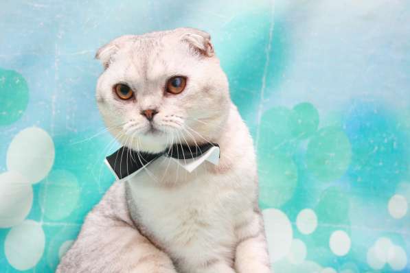 Очень крупный котик - ну очень в Москве фото 6