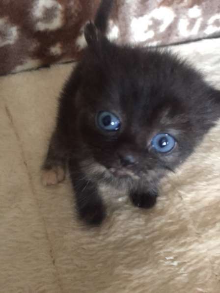 Котенок в фото 6