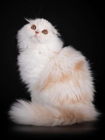 Котенок - счастье в дом