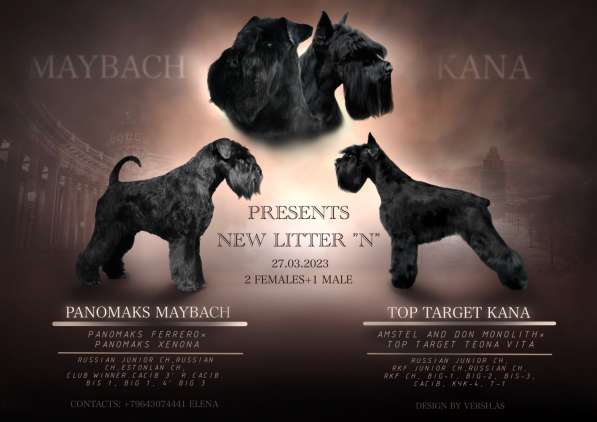 Щенок чёрного цвергшнауцера в Мурманске фото 3