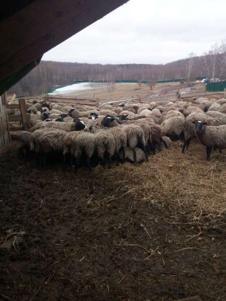 Продам овец романовских в Коломне