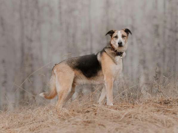 Молодой энергичный Майор ищет семью в Москве фото 43