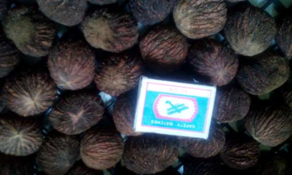 Продаем семена (орехи) Чёрного ореха для посадки(выращивания в Краснодаре