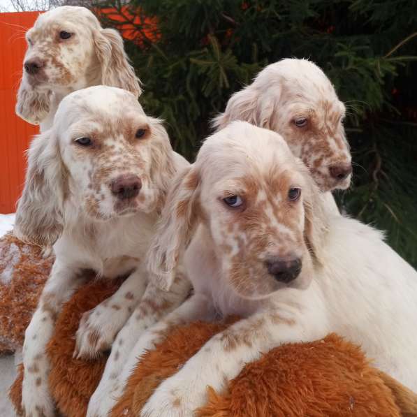 Английский сеттер щенки из элитного питомника в Москве фото 64