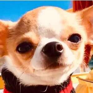 ВЯЗКА ВЕС 1,450