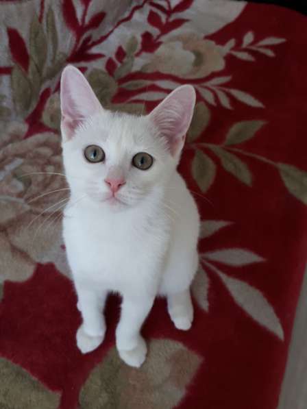 В добрые руки в Саратове фото 11