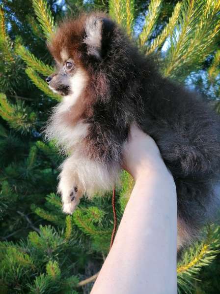 Girl Pomeranian Spitz в фото 3