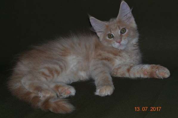 Великолепные котята мейн-кун из питомника в Волгограде фото 256