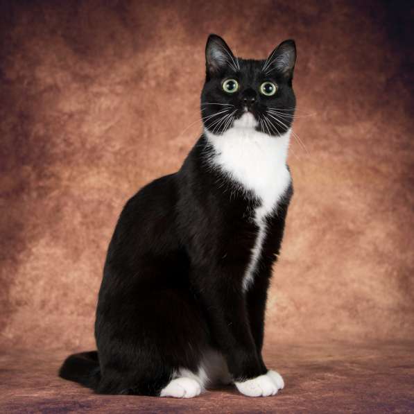 Кошечка Майя ищет семью в Москве фото 3