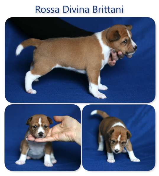 Басенджи щенки в фото 17