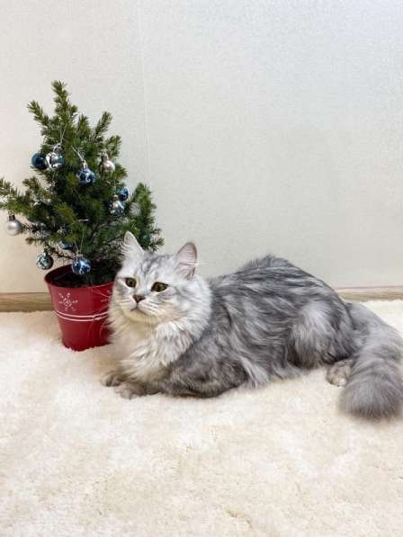 Шотландские котята в Домодедове фото 6