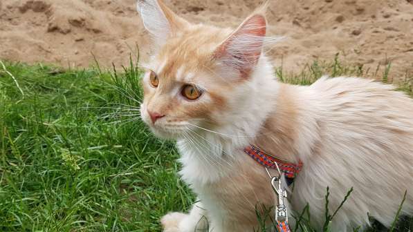 Продаётся красная девочка мейн-кун в Санкт-Петербурге фото 28