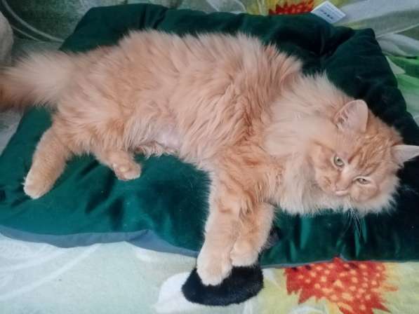 Бархат + Зайка: коты-неразлучники! Ищут дом! в Москве фото 11