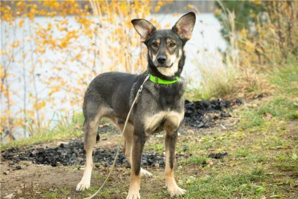 Грэй &ndash; веселый, активный парень ищет дом в Москве