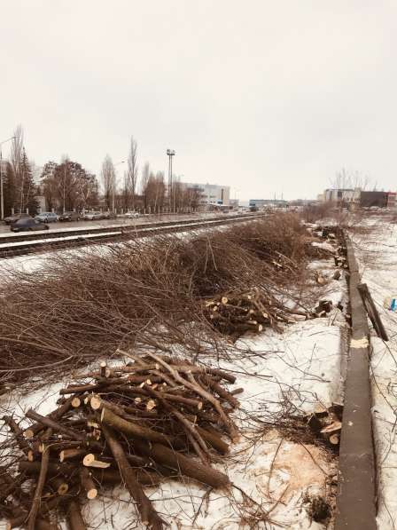 Спил Деревьев, корчевание пней, вывоз веток в Белгороде фото 3