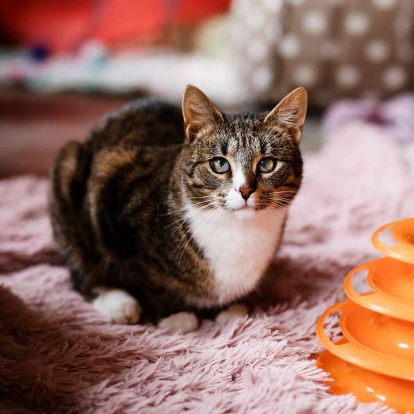 Мурлыка-котик со слепыми глазками ищет дом