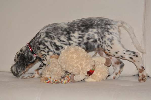 Английский сеттер щенки из элитного питомника в Москве фото 144