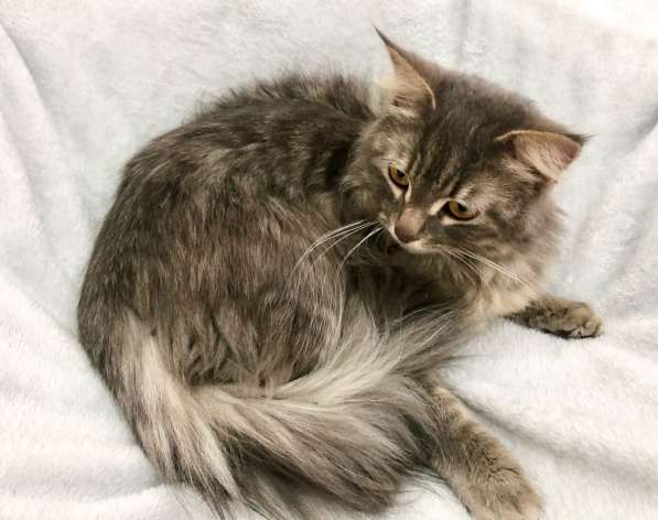 Цезарь Великолепный ищет дом! в Москве фото 3