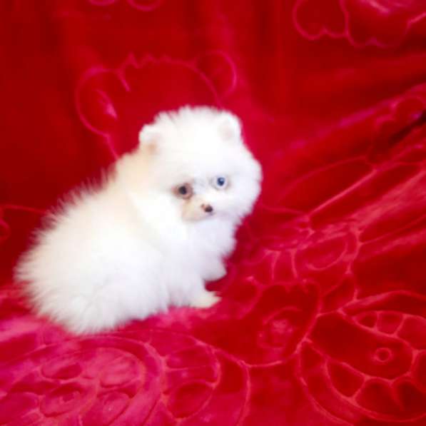 Pomeranian spitz. Mini girl. Blue eye в фото 5
