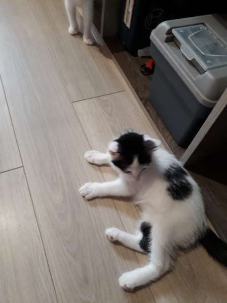 Спасение котят в Иркутске фото 5