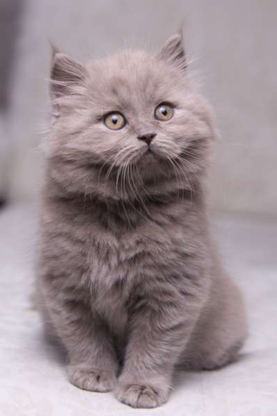 Британская длинношерстная лиловая девочка в Москве фото 5