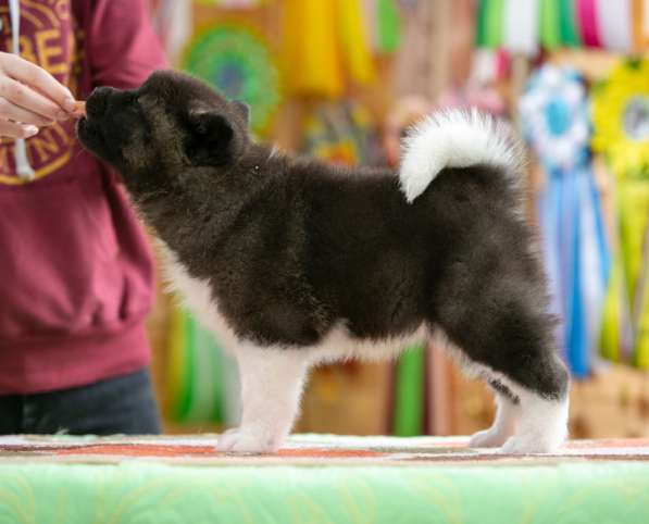 Щенки американской акиты в Рыбинске